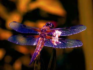 The fantasy glittering dragonfly