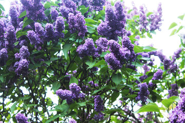 Beautiful purple lilac buds reach for the sunlight