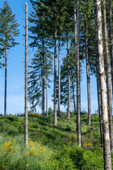 spruce forest destroyed by bark beetle and storm