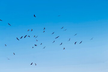 lots of vultures climbing circles in blue sky