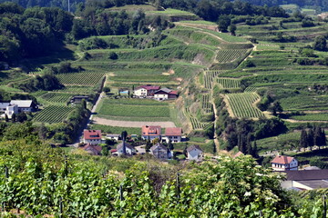 Blick auf die Umgebung von Bickensohl am Kaiserstuhl