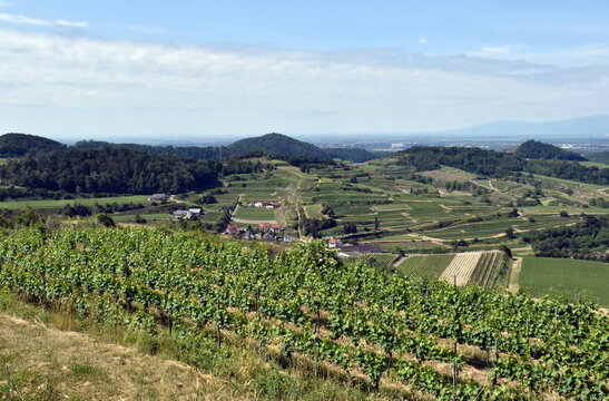 Blick auf die Umgebung von Bickensohl am Kaiserstuhl