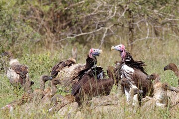 a wake of vultures scavenging