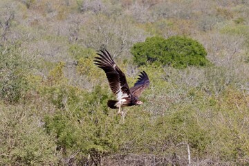 vulture take off above kill