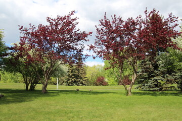 blooming trees, Gold Bar Park, Edmonton, Alberta