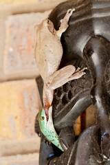 spotted bush snake pulling frog leg