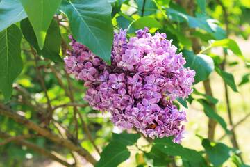 Delicate pink lilac flowers are buried in bright green foliage