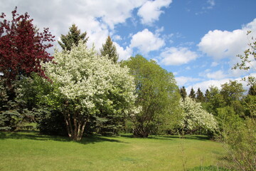 Fototapeta na wymiar trees in spring, Gold Bar Park, Edmonton, Alberta