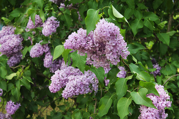 Flowers of delicate purple lilac are buried in bright green foliage