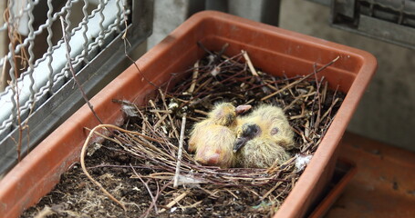Two pigeons chicks in nest into flower pit on the balcony © Wioletta