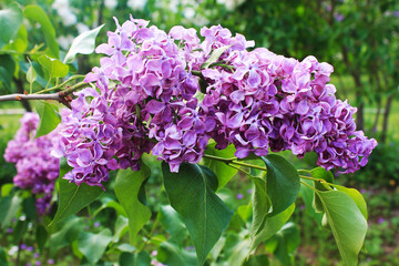 Flowers of delicate purple magic lilac are buried in bright green foliage