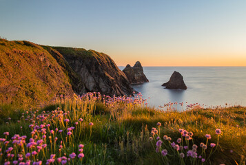 The coast of Ceibwr in Pembrokeshire, Wales with pink sea thrift - obrazy, fototapety, plakaty