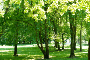 Fototapeta na wymiar Park well maintained for recreation 