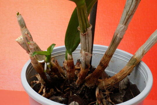 Nouvelle pousse d'orchid&eacute;e Dendrobium qui pousse sur une canne de la plante m&egrave;re. Fond orange. Plan rapproch&eacute; 