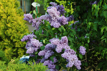 Obraz premium The beauty and magnificence of clusters of bright purple delicious-smelling lilacs on the outskirts of the village