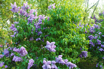 Obraz premium The beauty and magnificence of pale purple lilac clusters