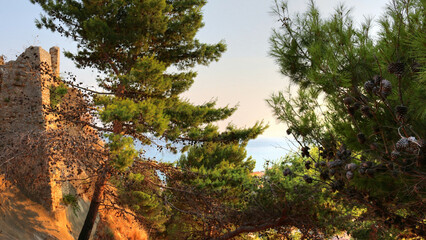 Fototapeta premium tree in the mountains