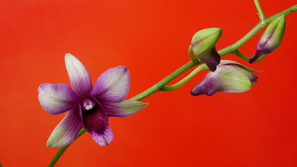 Fototapeta na wymiar Les étapes de la floraison d'une orchidée Dendrobium. Gros plan. Fond orange