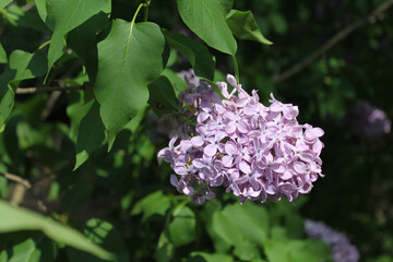 The greenery of the leaves hid the beauty of purple lilac flowers