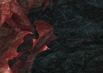 Closeup on ruby red colored autumn leaves. Macro red leaf with line of vein texture. Flat lay, dark...