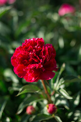 Red peony flower. Highly blurred background. Macro. Garden, garden floriculture