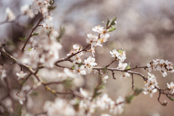 spring blossom white cherry tree flowers 