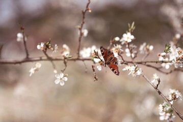 swallowtail butterfly sitting on a branch of a blossoming apple cherry tree spring aesthetic