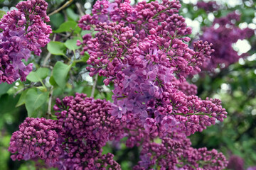 Lilac trees in lilac garden in Moscow.	
