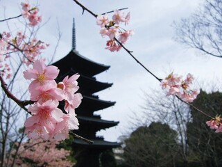 京都　東寺五重塔と桜