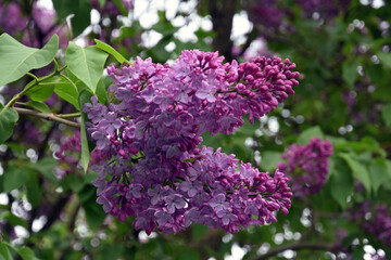 Lilac trees in lilac garden in Moscow.	