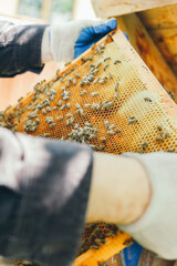  beekeeper working in the garden with bees. beekeeper working in his apiary. beekeeper working in a greenhouse. beekeeper with honey. beekeeper with honeycomb. beekeeper with