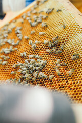 honey bee on honeycomb. bees on honeycombs. bees are working. bees make honey. honeycomb with honey. bees on honeycomb