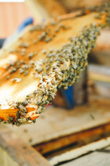 bees on honeycombs. bees are working. bees make honey. honeycomb with honey. bees on honeycomb