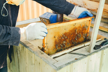  beekeeper working in the garden with bees. beekeeper working in his apiary. beekeeper working in a greenhouse. beekeeper with honey. beekeeper with honeycomb. beekeeper with