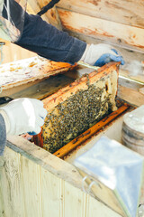  beekeeper working in the garden with bees. beekeeper working in his apiary. beekeeper working in a greenhouse. beekeeper with honey. beekeeper with honeycomb. beekeeper with