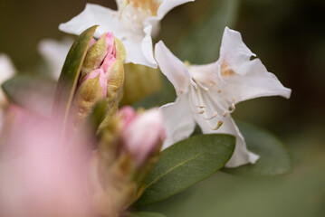 close up of a white rhododendron pink flower