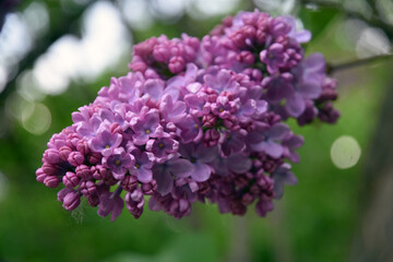 Lilac trees in lilac garden in Moscow.	