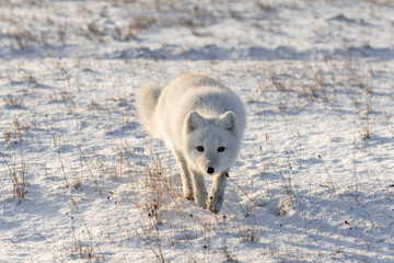 Arctic fox (Vulpes Lagopus) in winter time in Siberian tundra