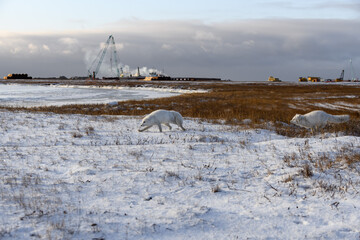Two arctic foxes (Vulpes Lagopus) in wilde tundra. Arctic fox on the beach.