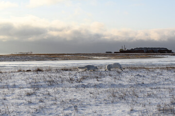 Two arctic foxes (Vulpes Lagopus) in wilde tundra. Arctic fox on the beach.
