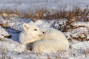 Arctic fox (Vulpes Lagopus) in wilde tundra. Arctic fox lying. Sleeping in tundra.