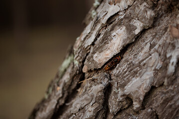red hornet insect dangerous hiding in a bark of a tree pine hive nest habitat