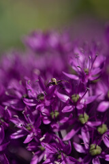 spider on a purple allium flower