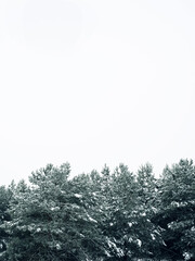minimalistic picture of snow covered fir trees and winter sky