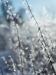 snow covered branches