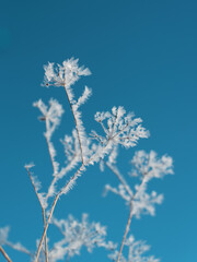 frost on branches