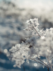 Obraz premium frozen plant with sparkling ice crystals in winter