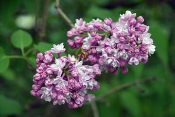 Lilac trees in lilac garden in Moscow.	