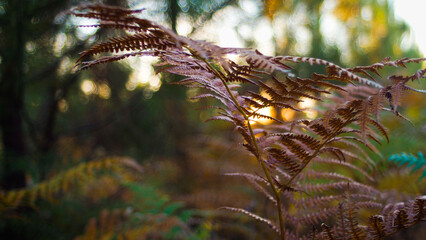 Foug&egrave;res aux teintes jaunes, dans la for&ecirc;t des Landes de Gascogne