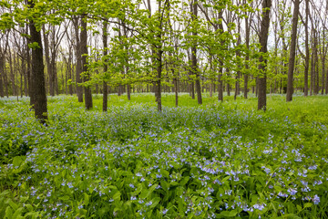 Blue Bell Flowers In The Woods During Spring